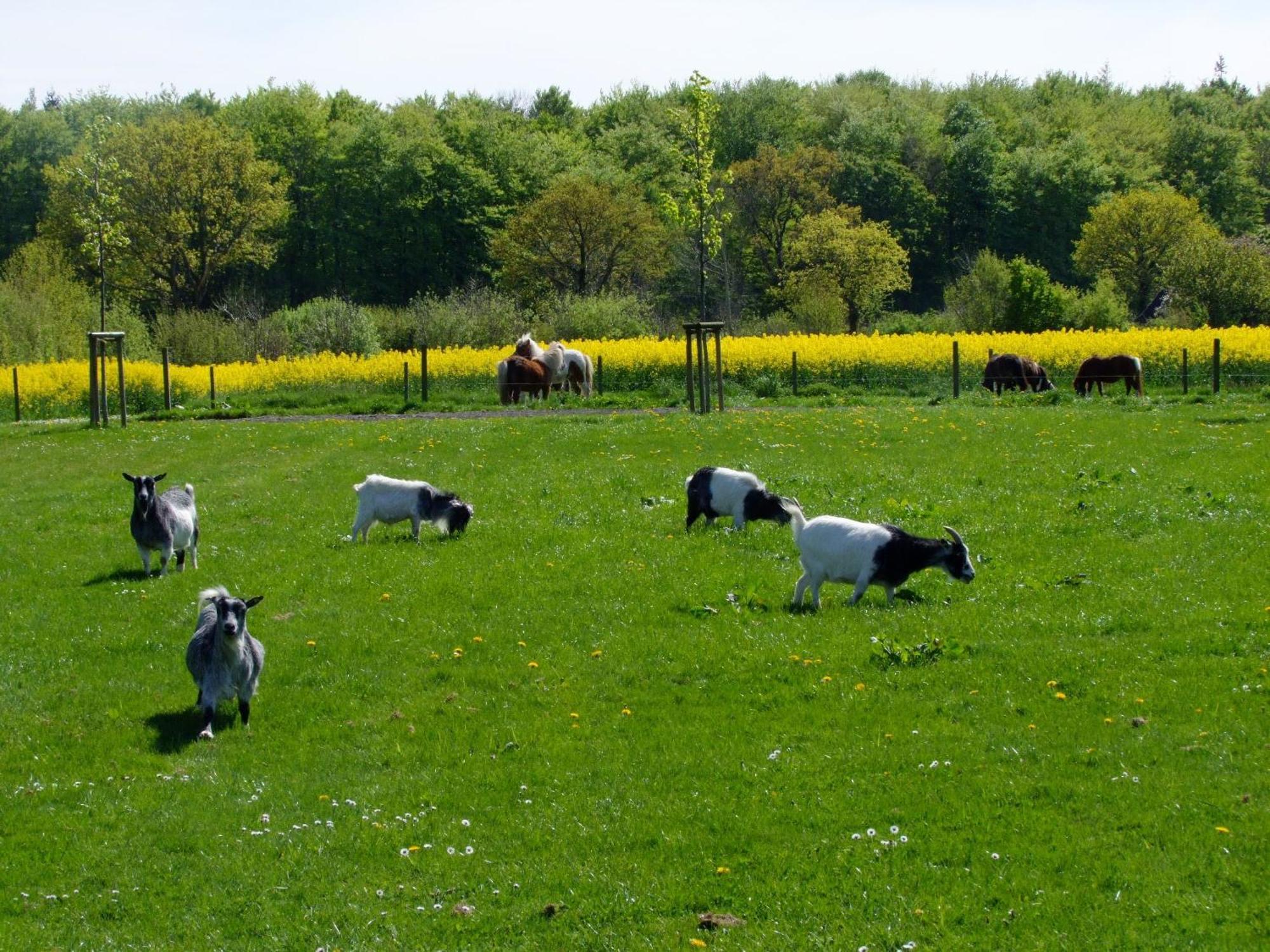 Ferienwohnungen Auf Dem Ferienhof Sell Stoltebüll Exterior foto